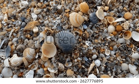 A closer view of various seashells in different shapes, sizes, and colors mixed with coarse sand on a beach. Natural beach composition.