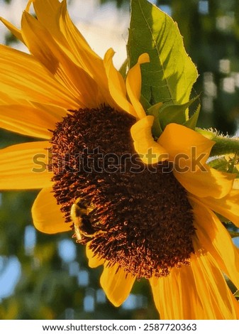 Closeuo of Bee pollinating large sunflower on warm summer day.
