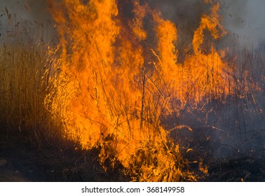 A close-uo of the flame of brushfire. Spring.