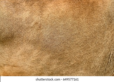 Closeuo Real Lion Skin Texture. Lion Fur Background Texture Image Background