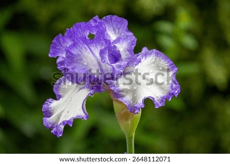 A closeuo of a single blue and white iris blossom with a dark background