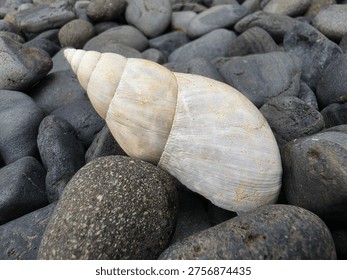 Closeuo view of snail shell and stone at outdoor park with blurred background. Animal photography concept design.