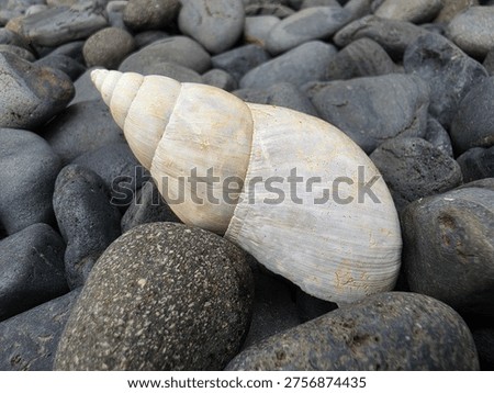 Closeuo view of snail shell and stone at outdoor park with blurred background. Animal photography concept design.