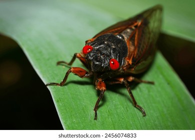 Close-up of a 13-year periodical cicada - Powered by Shutterstock