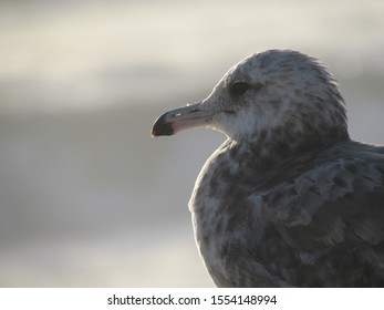 Closeup of seagulls￼ at the beach￼