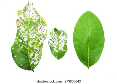 close-up of 3  green leaves with holes isolated on white background - Powered by Shutterstock
