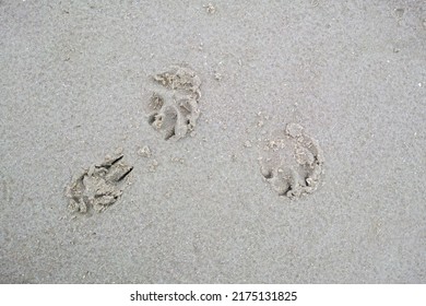 Closeup Above Of A Dog Or Cat Footprint On The Shore Of The Beach. Tiny Cute Little Animal Paw Shape Prints Engraved In The Wet And Moist Sand Outside During A Summer Day At The Beach Or Lake.