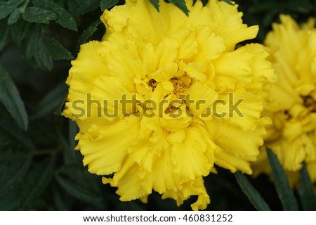 Close-up from above of a yellow the inflorescence Tagetes inside the bush foliage                               