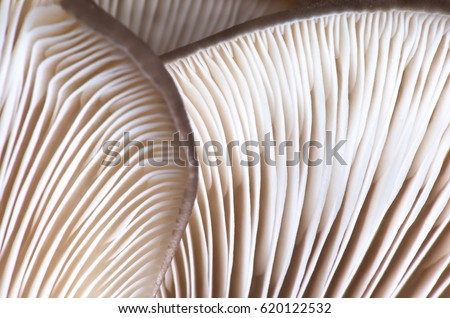 Close-up abstract background of oyster mushrooms texture. Selective focus.