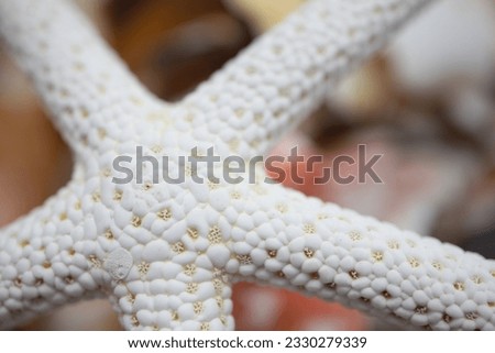 Close-up abstract cutout of a starfish