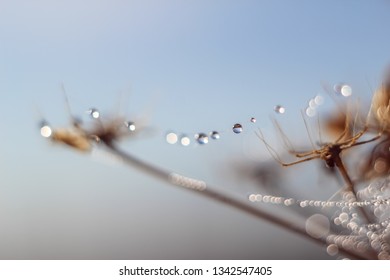 Close-up of abstract drops on a spider web with variable focus and blurred background in the rays of the rising sun. Blur and soft focus. - Shutterstock ID 1342547405