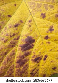 Close-up abstract macro texture of a yellow autumn leaf with detailed veins and brown spots.