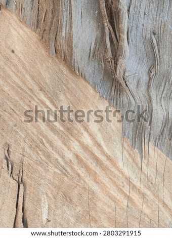 Closeup abstract texture of spilt tree log with distinct two tone natural wood grain