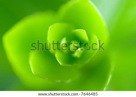 Close-up abstraction of a green houseplant