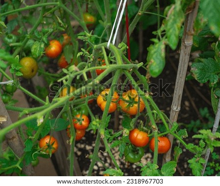 Close-up abundance of ripe and green ripening tomatoes fruits fallen branches red cage after rain storm at homestead backyard garden in Dallas, Texas, USA. Seasonal produce garden harvest high yield
