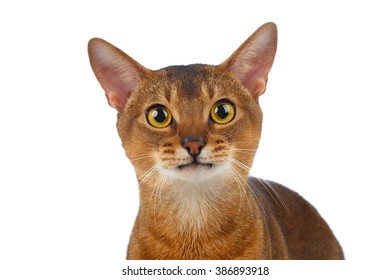 Closeup Abyssinian Cat Curiously Looking in Camera isolated on White background - Powered by Shutterstock