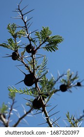 a close-up of an acacia tree with ants balls with green leaves and thorns and blue sky