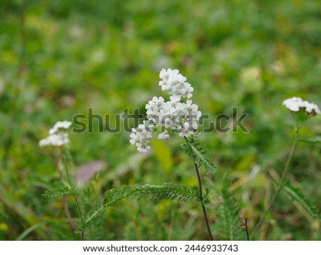 Close-up Achillea Millefolium flower in meadow field, commonly known as Yarrow or Common Yarrow. Small whitish flowers, tall stem, fernlike leaves, and a pungent odor.