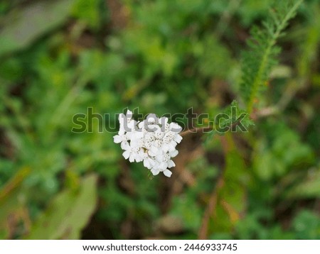 Close-up Achillea Millefolium flower in meadow field, commonly known as Yarrow or Common Yarrow. Small whitish flowers, tall stem, fernlike leaves, and a pungent odor.