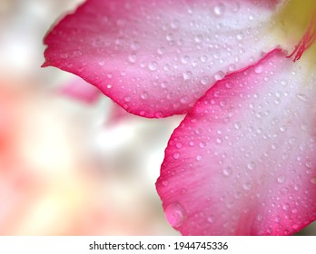 Closeup Adenium obesum flower pink desert rose flower plants with water drops and soft selective focus ,copy space ,delicate dreamy of beauty ,blurred background ,macro image ,sweet color ,lovely card