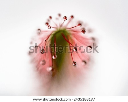 Similar – Geese and flowers