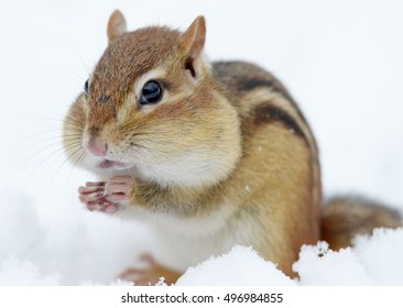 Closeup Of An Adorable Chipmunk In The Snow 