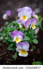 Close-up of an adorable and colorful pansy (Viola). A collection of cheerful purple-cream pansies with black markings and yellow centers.