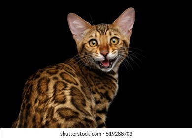 Close-up Adorable gold Bengal kitten Sitting and Looking Curious in Camera and meowing on isolated Black Background ,Back view on rosette