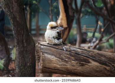 A closeup of an adorable kookaburra bird perching on a log in the park - Powered by Shutterstock