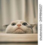 a close-up of an adorable white cat with distinctive blue eyes 