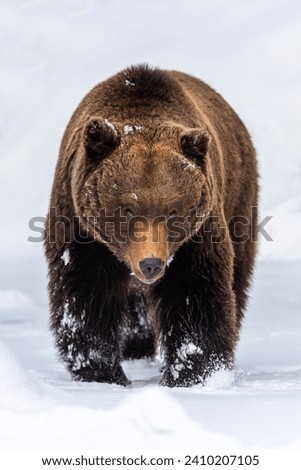 Closeup Adult Brown bear in cold time. Animal in wild winter nature. Action wildlife scene with dangerous animal