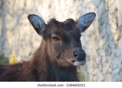 Close-up of an adult deer. Male without horns