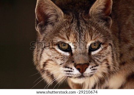 Similar – Bad mood? Animal Cat