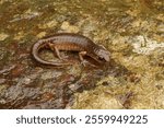 A closeup of an adult male Ensatina salamander over a wet rock background