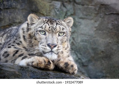 Closeup up of an adult snow leopard, Panthera uncia. 