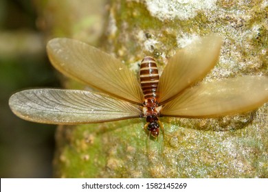 2,520 Termite wings Images, Stock Photos & Vectors | Shutterstock