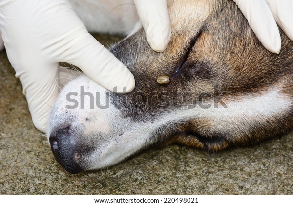 犬の目にぶら下がる大人のダニの接写 の写真素材 今すぐ編集