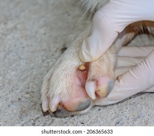 Closeup Adult Tick Hinding Dog Foot Stock Photo 206365633 | Shutterstock