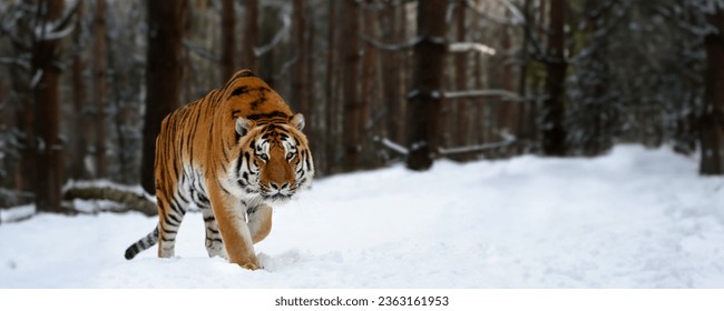 Closeup Adult Tiger in cold time. Tiger snow in wild winter nature. Siberian tiger, action wildlife scene with dangerous animal