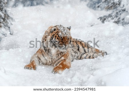 Similar – Female Amur (Siberian) tiger walking in fresh white snow