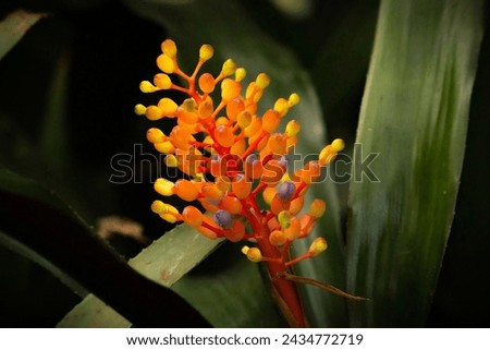 Closeup of Aechmea Caudata flower in vibrant orange and black grown in Tasmania, Australia
