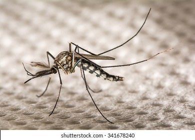 Closeup Aedes Aegypti Or Common House Mosquito. 