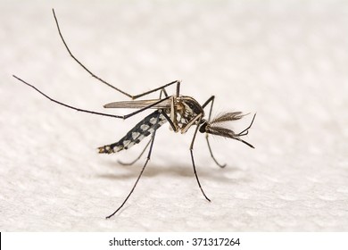 Closeup Aedes Aegypti Or Common House Mosquito.