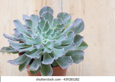 Closeup Aerial View Of A Echeveria Ruffles Or 