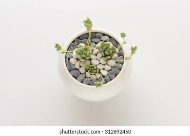 Closeup Aerial View Of Graptopetalum Macdougallii.  The Succulent Plant Neatly Planted On A White Round Ceramic Pot And The Soil Covered With Small Gray And White Stones Arranged In Heart Shape.