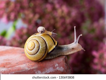 Closeup af a Yellow and Black banded Snail carrying a tiny snail on her back