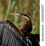 A closeup of an African Darter (Anhinga rufa) on the blurry background