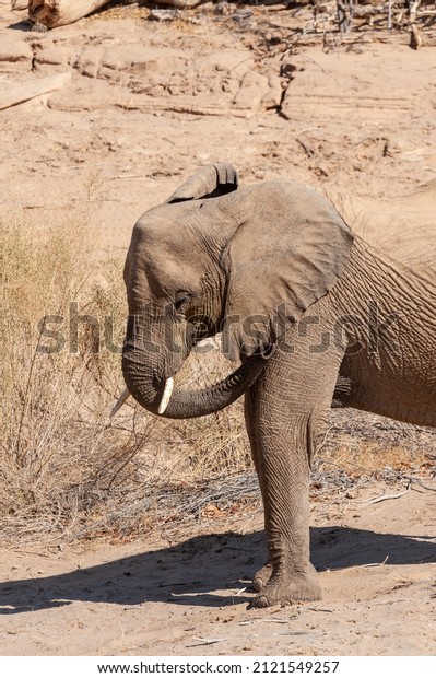 Closeup of an\
African Desert Elephant - Loxodonta Africana- wandering in the\
desert in North Western\
Namibia.