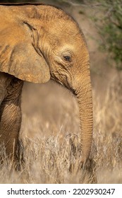 Close-up Of African Elephant Calf In Grass