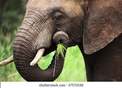 Close-up of a African Elephant eating green grass; Loxodonta Africana - Powered by Shutterstock